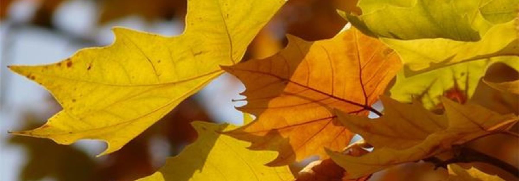 Plane Tree: Planting, Pruning and Care