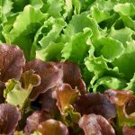 Lettuce: Sowing, Care and Harvest