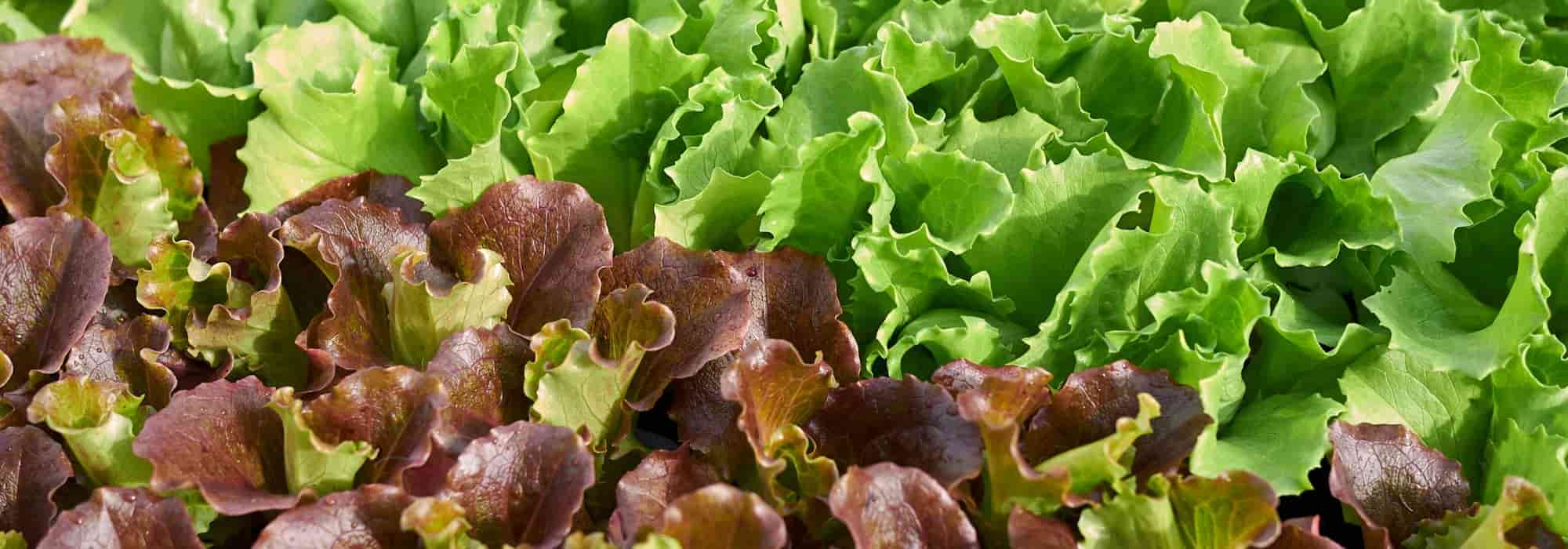 Lettuce: sowing, care and harvest