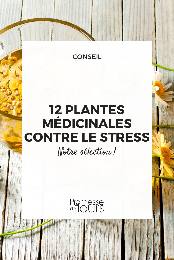 plants to fight stress