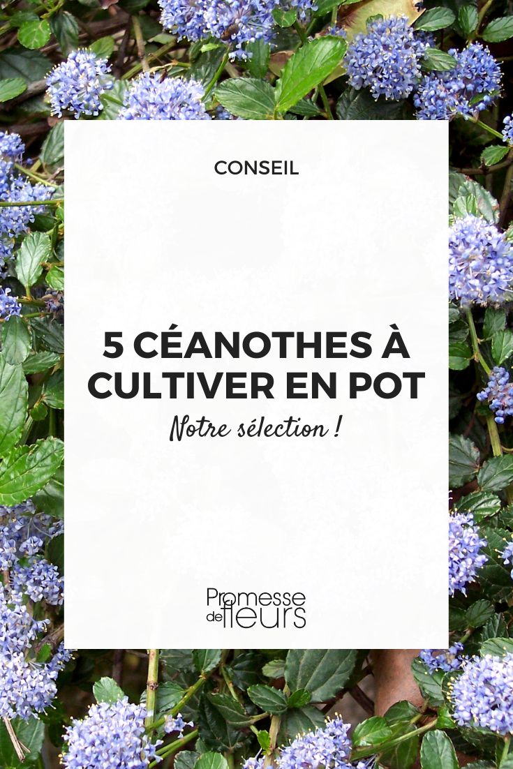 5 Ceanothus to Grow in Pots Ceanothus