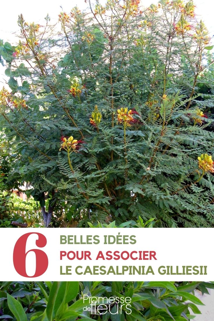 6 ideas for combining Caesalpinia gilliesii