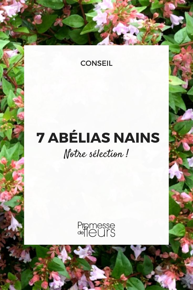 7 Dwarf Abelia Low-growing Abelia