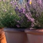 The ABC of Pot Planting