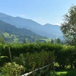 6 evergreen bushes to adopt in a mountain garden