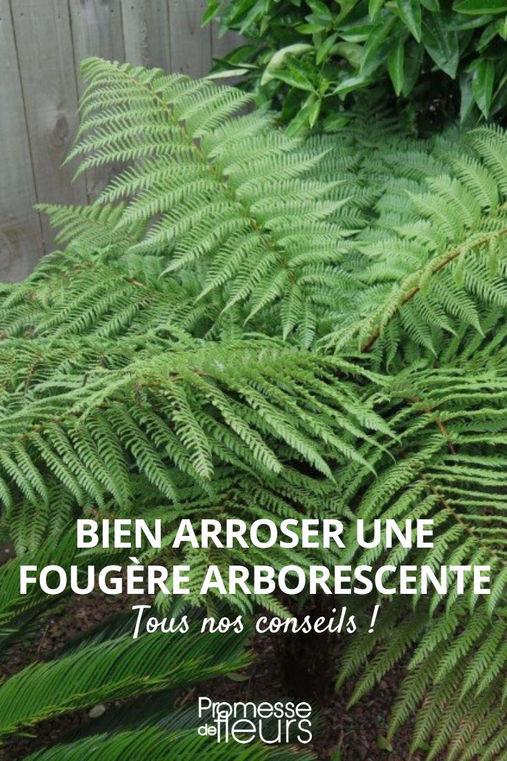 tree fern