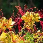 6 ideas for pairing Caesalpinia gilliesii