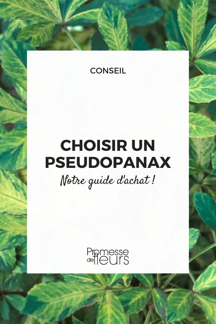 Choose a Pseudopanax pseudopanax
