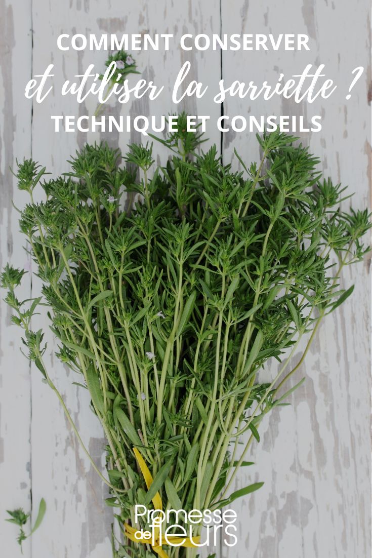 Tutorial Harvest and Preservation of Satureja Satureja