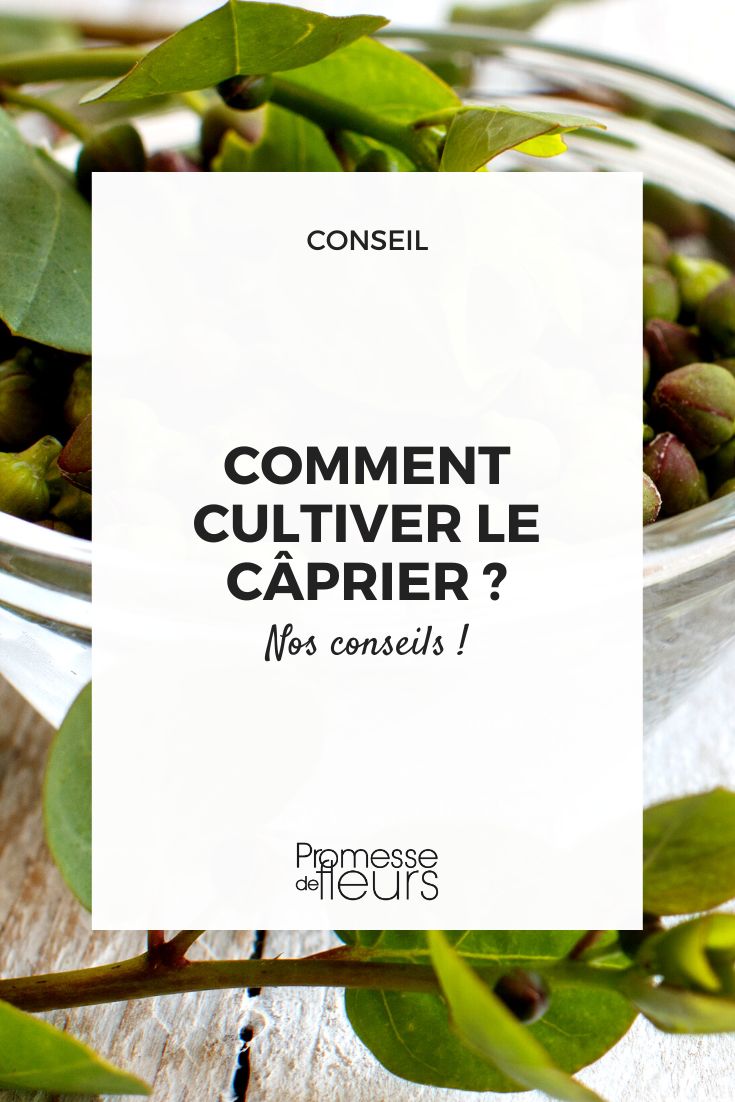 How to Grow Caper Bush Sorry, but the text to be translated is empty. If you have any other text to translate, feel free to submit it.