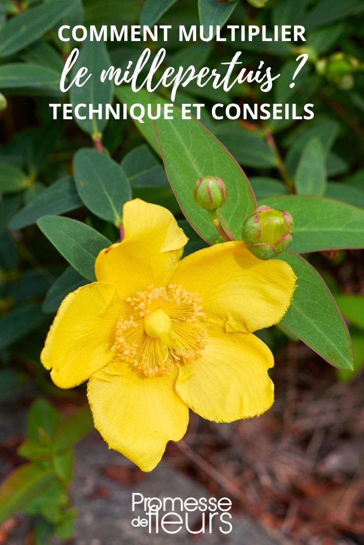 Multiply hypericum