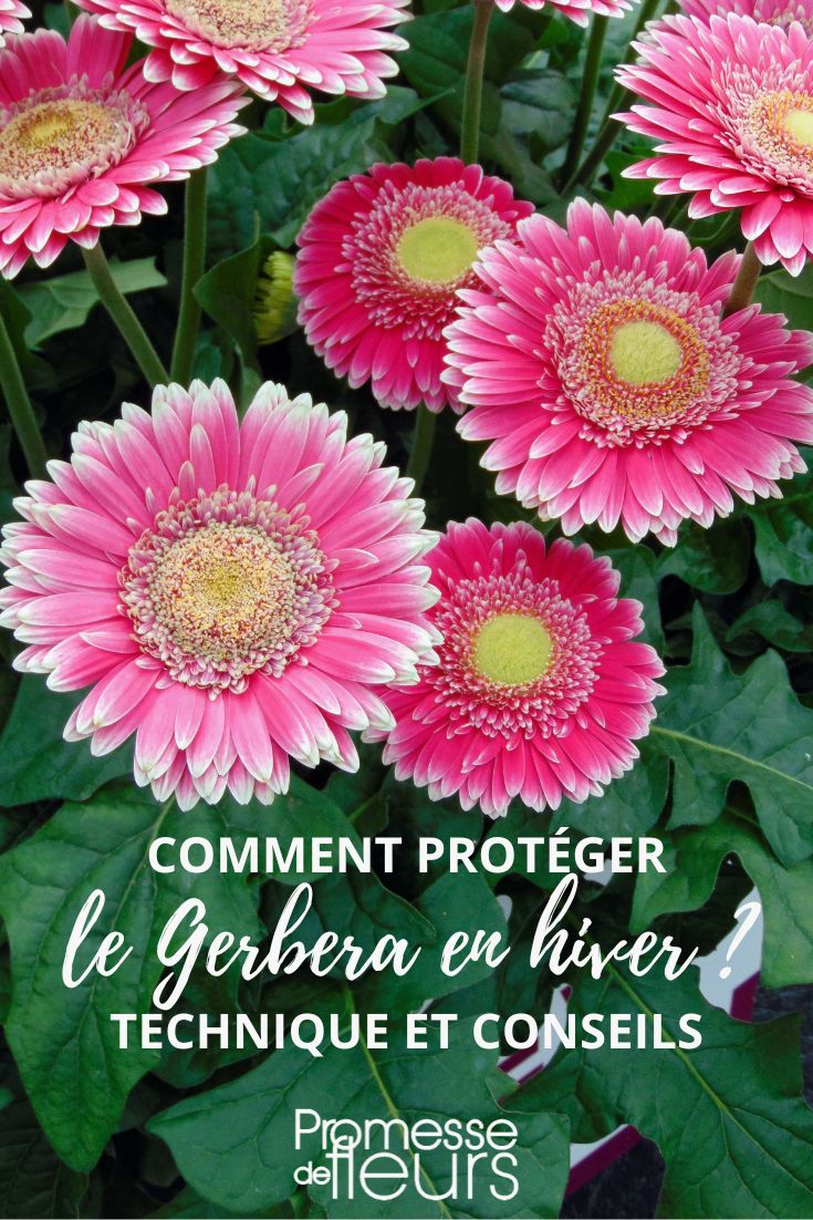 Overwintering Gerbera