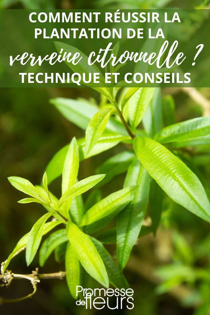 Lippia citriodora