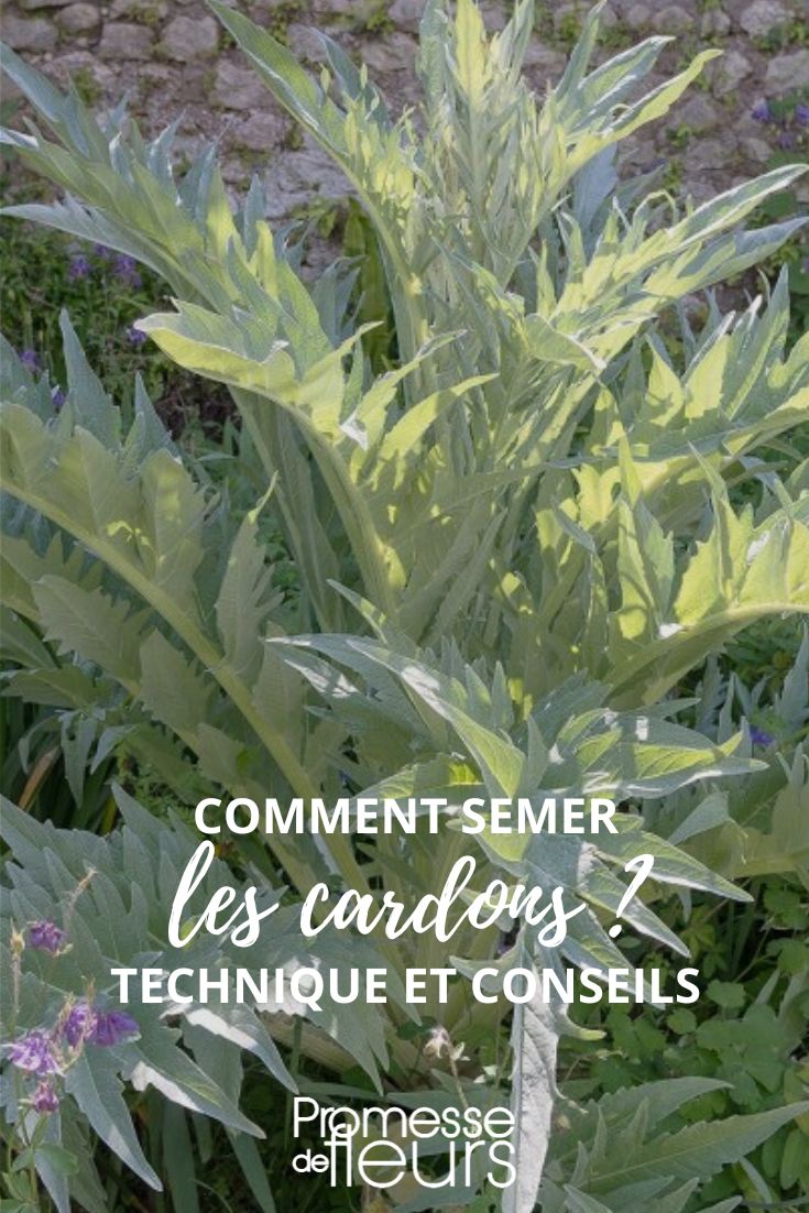 sowing cardoon