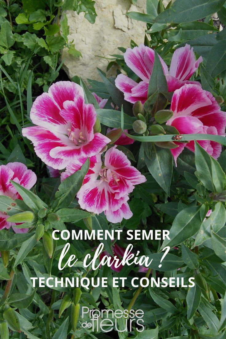 Sow godetia.