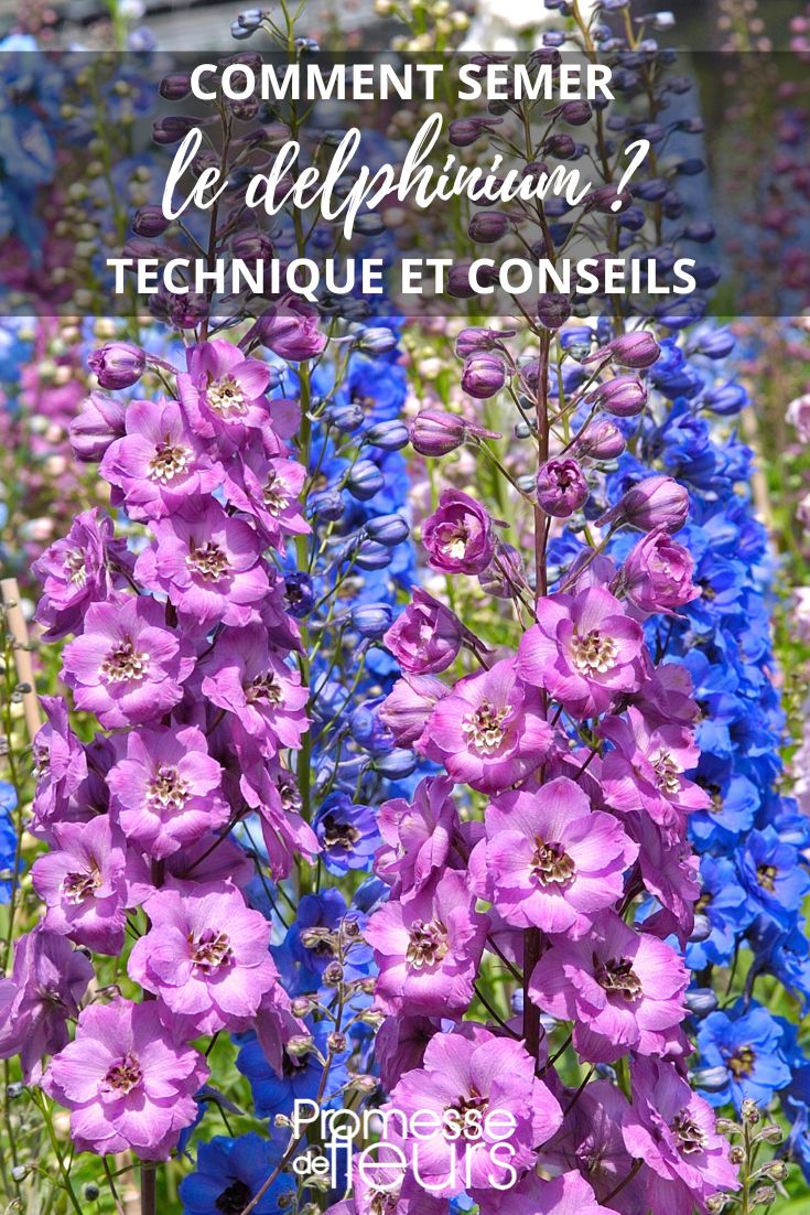 Delphinium sowing