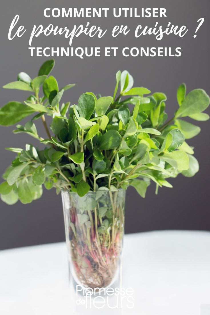 Cooking Purslane