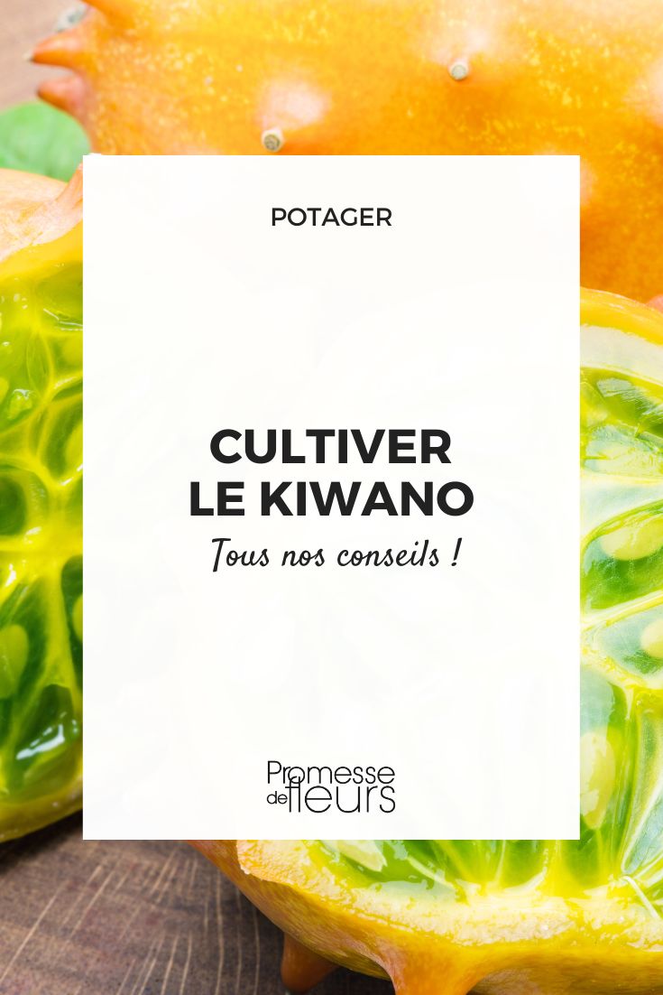 Kiwano Cultivation