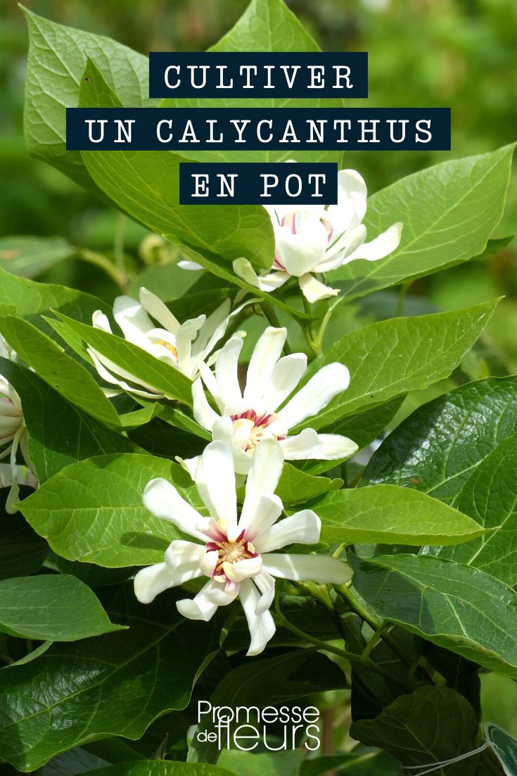 Growing a Calycanthus in a pot Calycanthus in a pot or container