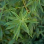 How to successfully plant lemon verbena: in the ground or in a pot?