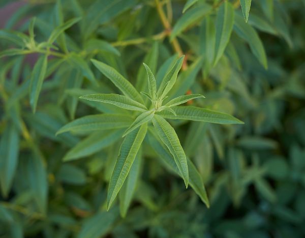How to successfully plant lemon verbena: in the ground or in a pot?