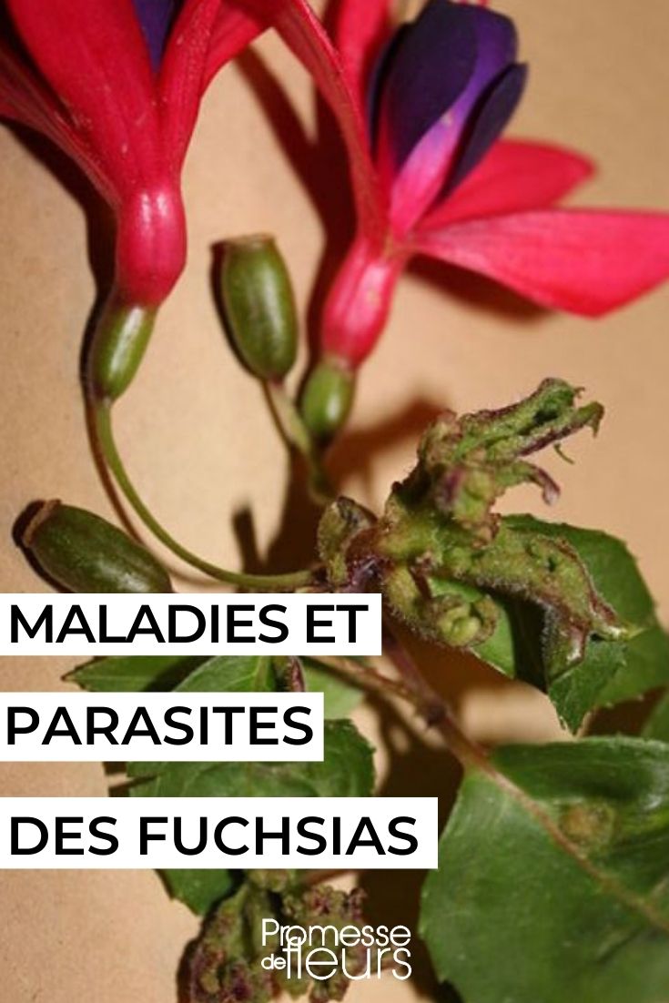 Diseases and Parasites of Fuchsias fuchsia