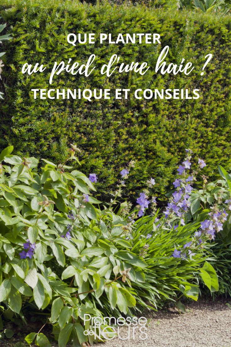 planting at the base of a hedge
