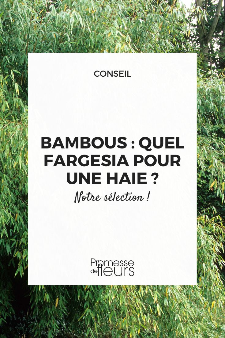 Which Fargesia for a hedge Fargesia bamboo hedge