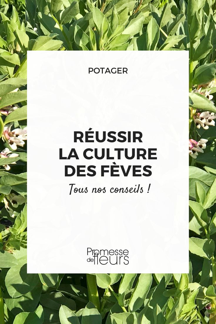 grow and sow broad beans