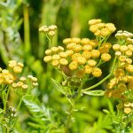 Tansy and its medicinal properties