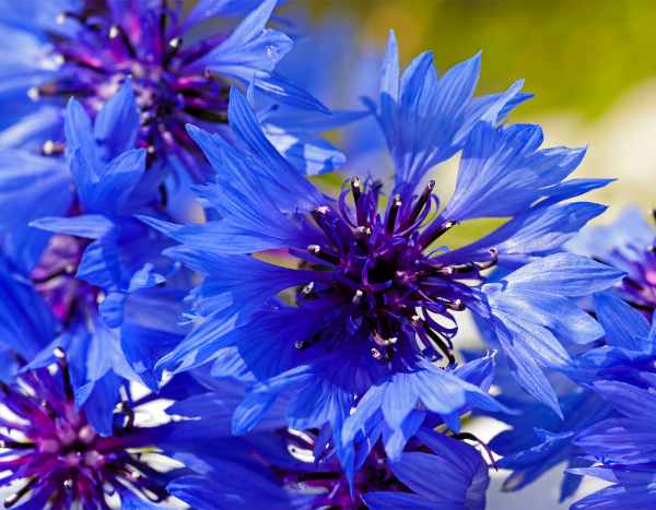 How to sow cornflower?