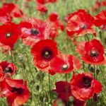 How to sow poppies (Papaver rhoeas)

Quick overview
- Best time to sow: autumn (Sept–Nov) for naturalised displays; early spring possible if ground not frozen.
- Position: full sun, well‑drained soil; tolerates poor to moderately fertile soil.
- Sowing method: direct sow outdoors — seeds are tiny and must not be buried.

Step‑by‑step
1. Prepare seedbed
   - Clear weeds and break up large clods. Rake surface to a fine tilth and firm lightly so soil is level.
2. Mix seeds for even sowing
   - Mix seeds with a little dry sand to help distribute them evenly.
3. Sow
   - Scatter seeds thinly over surface. Do not cover or cover only with a dusting of fine soil (0–2 mm). Poppy seeds need light to germinate.
   - Aim to thin to about 10–15 cm between plants once established.
4. Watering after sowing
   - Water gently to settle seeds if soil is dry. Keep surface moist until seedlings emerge, then reduce frequency. Poppies dislike waterlogged conditions.
5. Germination and growth
   - Germination usually in 7–21 days at 10–18°C; autumn sown seed will usually germinate the following spring after winter chilling.
6. Thinning and care
   - Thin seedlings to final spacing to avoid overcrowding. Avoid high nitrogen feeds; a light, balanced feed only if soil is very poor.
   - Deadhead spent flowers to prolong flowering, or leave seedheads if you want self‑sown volunteers next year.
7. Avoid transplanting
   - Most annual poppies resent root disturbance; direct sowing gives best results. For perennial species (eg Papaver orientale), sow under cover and transplant when large enough.

Sowing rate and timing
- Tiny seeds: a pinch or 0.5–1 g per m² is usually sufficient for a good display. For drifts, sow more densely and then thin.
- Flowering: often in late spring to summer after spring sowing; autumn sown plants often flower earlier in first summer.

Problems and tips
- Poppies thrive in lean, well‑drained soil — avoid rich, manured ground which promotes foliage at expense of flowers.
- Slugs can attack young seedlings; protect if needed.
- Sow in drifts rather than rows for a natural look. Combine with cornflower, chamomile or alliums for attractive wildflower-style borders.

If you want, tell me which poppy species you plan to sow (common poppy, oriental poppy, opium poppy, etc.) and whether you prefer a meadow or border planting — I can give tailored instructions.