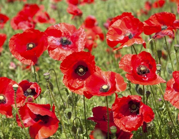 How to sow poppies (Papaver rhoeas)

Quick overview
- Best time to sow: autumn (Sept–Nov) for naturalised displays; early spring possible if ground not frozen.
- Position: full sun, well‑drained soil; tolerates poor to moderately fertile soil.
- Sowing method: direct sow outdoors — seeds are tiny and must not be buried.

Step‑by‑step
1. Prepare seedbed
   - Clear weeds and break up large clods. Rake surface to a fine tilth and firm lightly so soil is level.
2. Mix seeds for even sowing
   - Mix seeds with a little dry sand to help distribute them evenly.
3. Sow
   - Scatter seeds thinly over surface. Do not cover or cover only with a dusting of fine soil (0–2 mm). Poppy seeds need light to germinate.
   - Aim to thin to about 10–15 cm between plants once established.
4. Watering after sowing
   - Water gently to settle seeds if soil is dry. Keep surface moist until seedlings emerge, then reduce frequency. Poppies dislike waterlogged conditions.
5. Germination and growth
   - Germination usually in 7–21 days at 10–18°C; autumn sown seed will usually germinate the following spring after winter chilling.
6. Thinning and care
   - Thin seedlings to final spacing to avoid overcrowding. Avoid high nitrogen feeds; a light, balanced feed only if soil is very poor.
   - Deadhead spent flowers to prolong flowering, or leave seedheads if you want self‑sown volunteers next year.
7. Avoid transplanting
   - Most annual poppies resent root disturbance; direct sowing gives best results. For perennial species (eg Papaver orientale), sow under cover and transplant when large enough.

Sowing rate and timing
- Tiny seeds: a pinch or 0.5–1 g per m² is usually sufficient for a good display. For drifts, sow more densely and then thin.
- Flowering: often in late spring to summer after spring sowing; autumn sown plants often flower earlier in first summer.

Problems and tips
- Poppies thrive in lean, well‑drained soil — avoid rich, manured ground which promotes foliage at expense of flowers.
- Slugs can attack young seedlings; protect if needed.
- Sow in drifts rather than rows for a natural look. Combine with cornflower, chamomile or alliums for attractive wildflower-style borders.

If you want, tell me which poppy species you plan to sow (common poppy, oriental poppy, opium poppy, etc.) and whether you prefer a meadow or border planting — I can give tailored instructions.