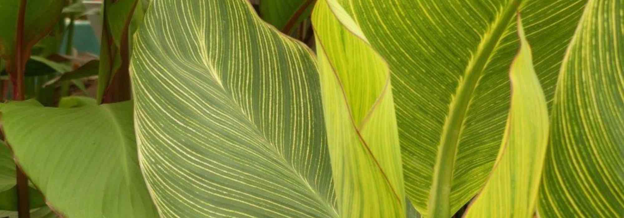 How to choose a Canna?