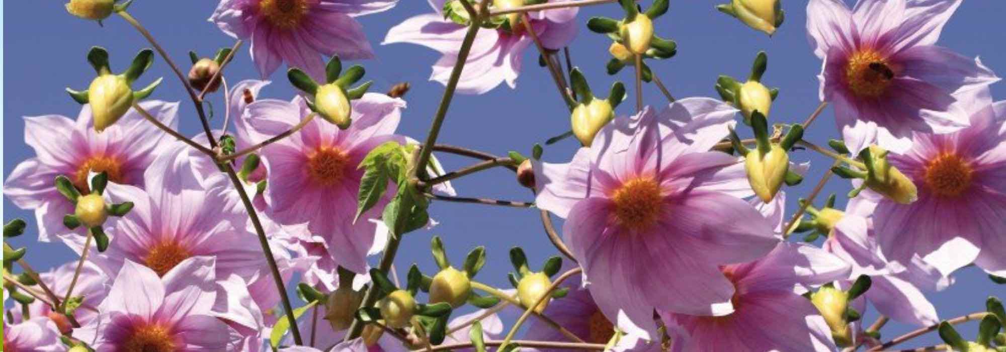 5 Giant Dahlias to Plant at the Back of a Border