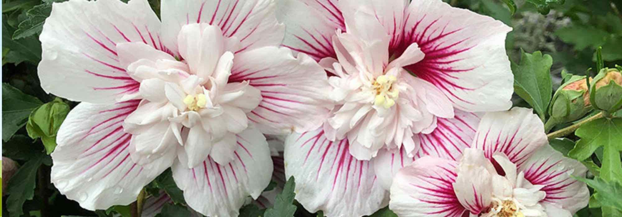 Double-flowered hibiscus: the most beautiful varieties