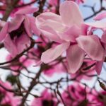5 spring-flowering magnolias