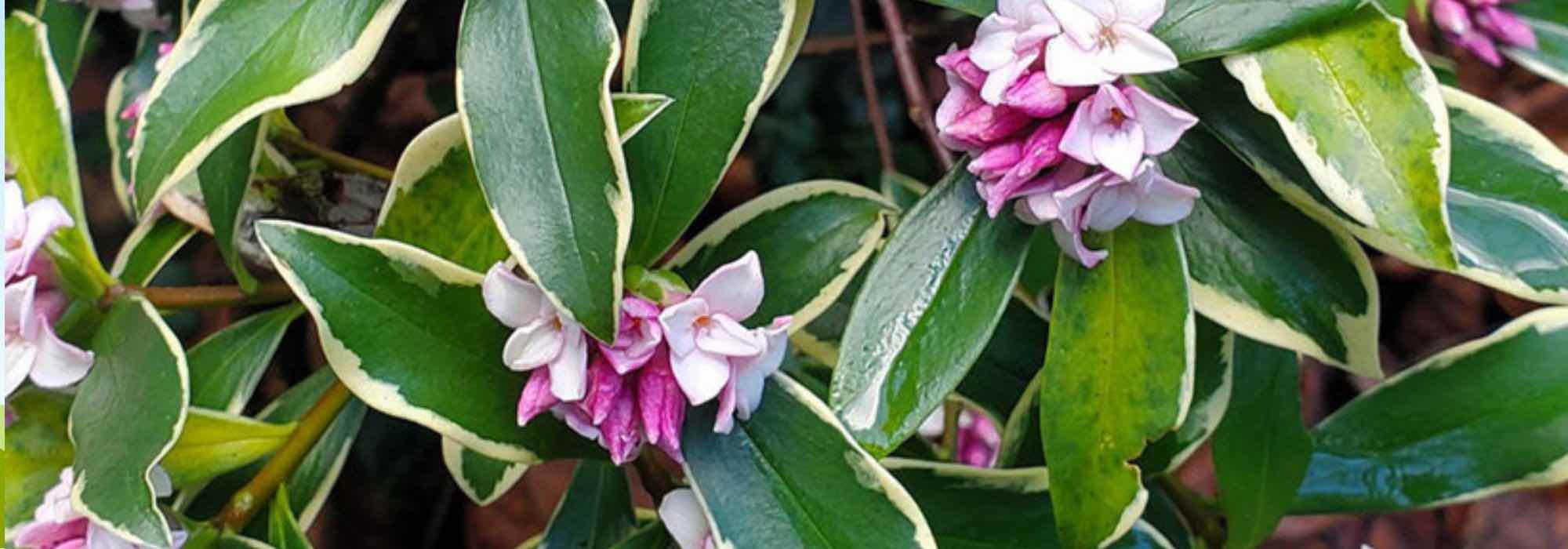 Growing Daphne in pots