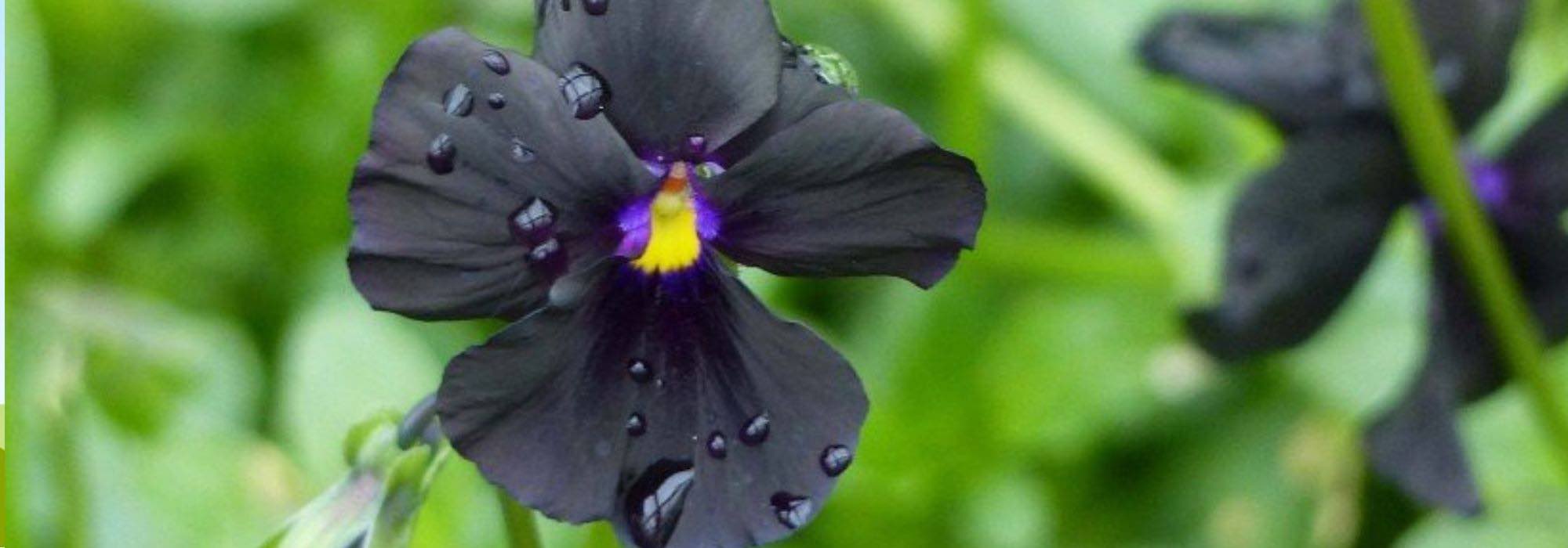 5 precious flowers for summer flowering