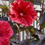 6 Plants for Creating a Rain Garden