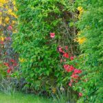 How to replace a conifer hedge?