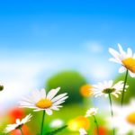 12 medicinal plants to reduce stress