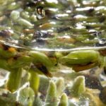 How to heal with trees?