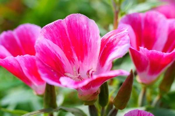 How to sow clarkia?
