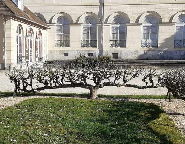How to train an apple tree as a cordon?