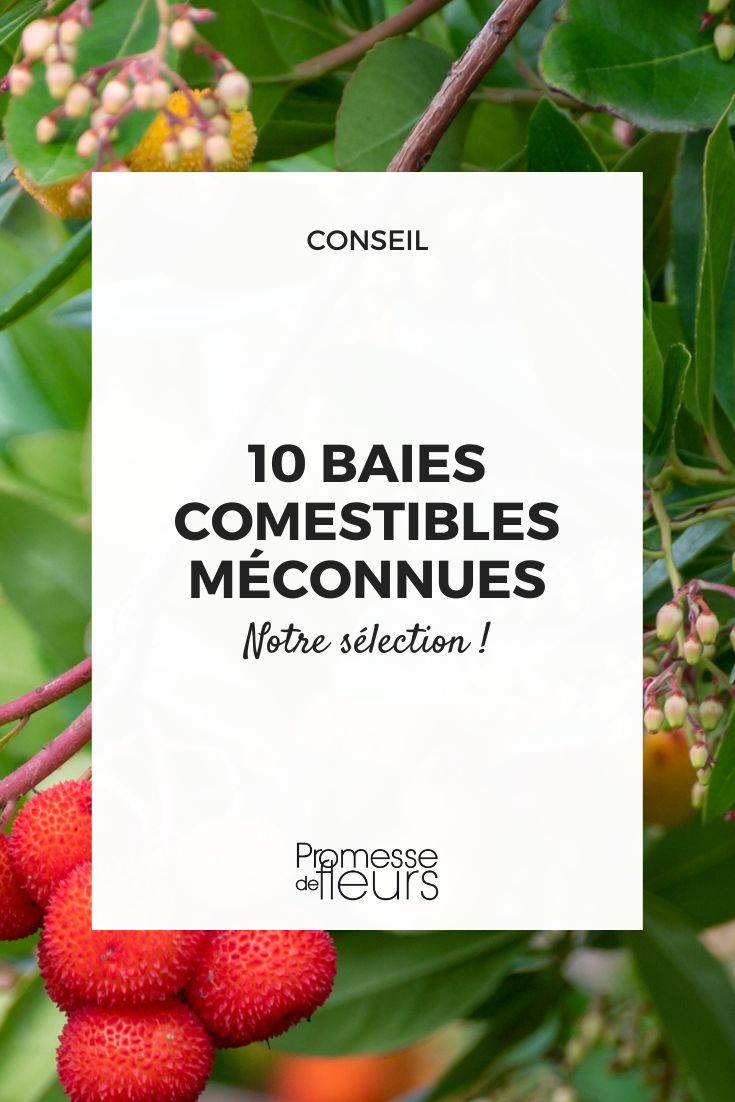 Rare Berries in the Garden