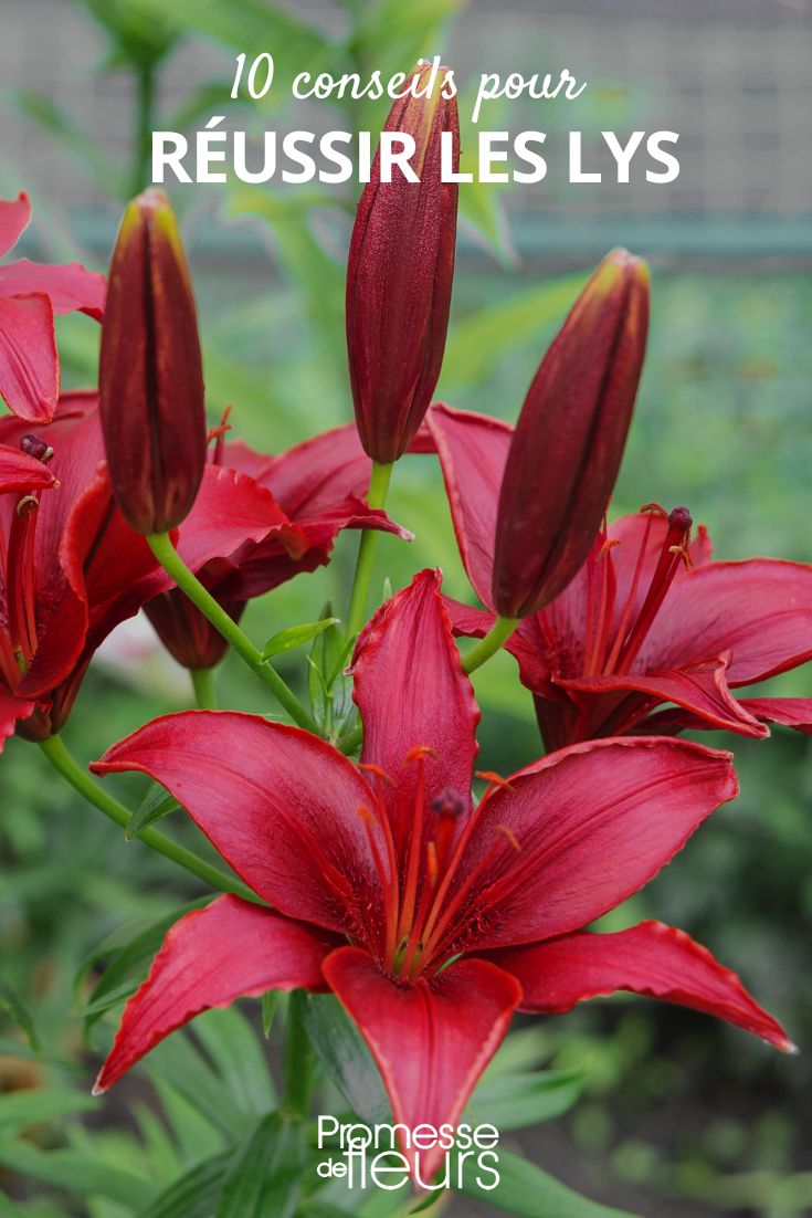 10 Tips for Successful Lilies