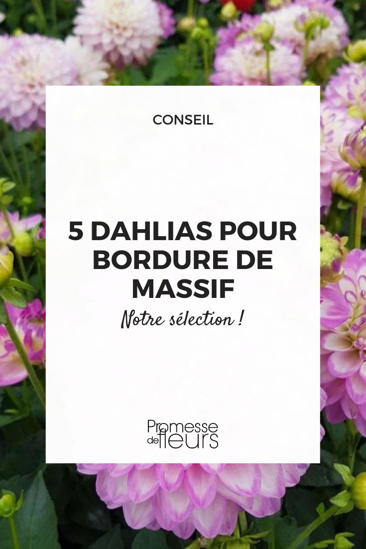 5 Dahlias for Border Planting