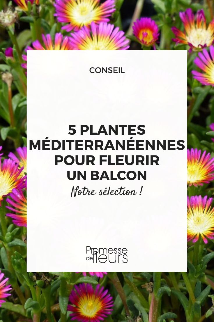 5 Mediterranean plants to flower a balcony