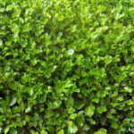 How to propagate Griselinia?